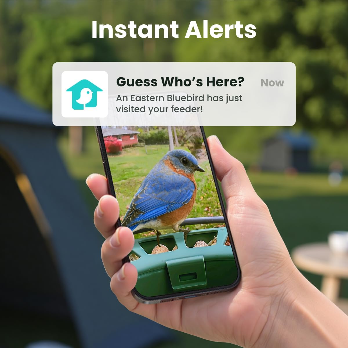 🐦Triple-Lens AI Smart Bird Feeder with Solar Panel & Dual Cameras
