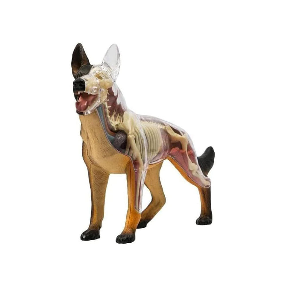 4D Vision Dog Anatomy Model – 29 Removable Parts