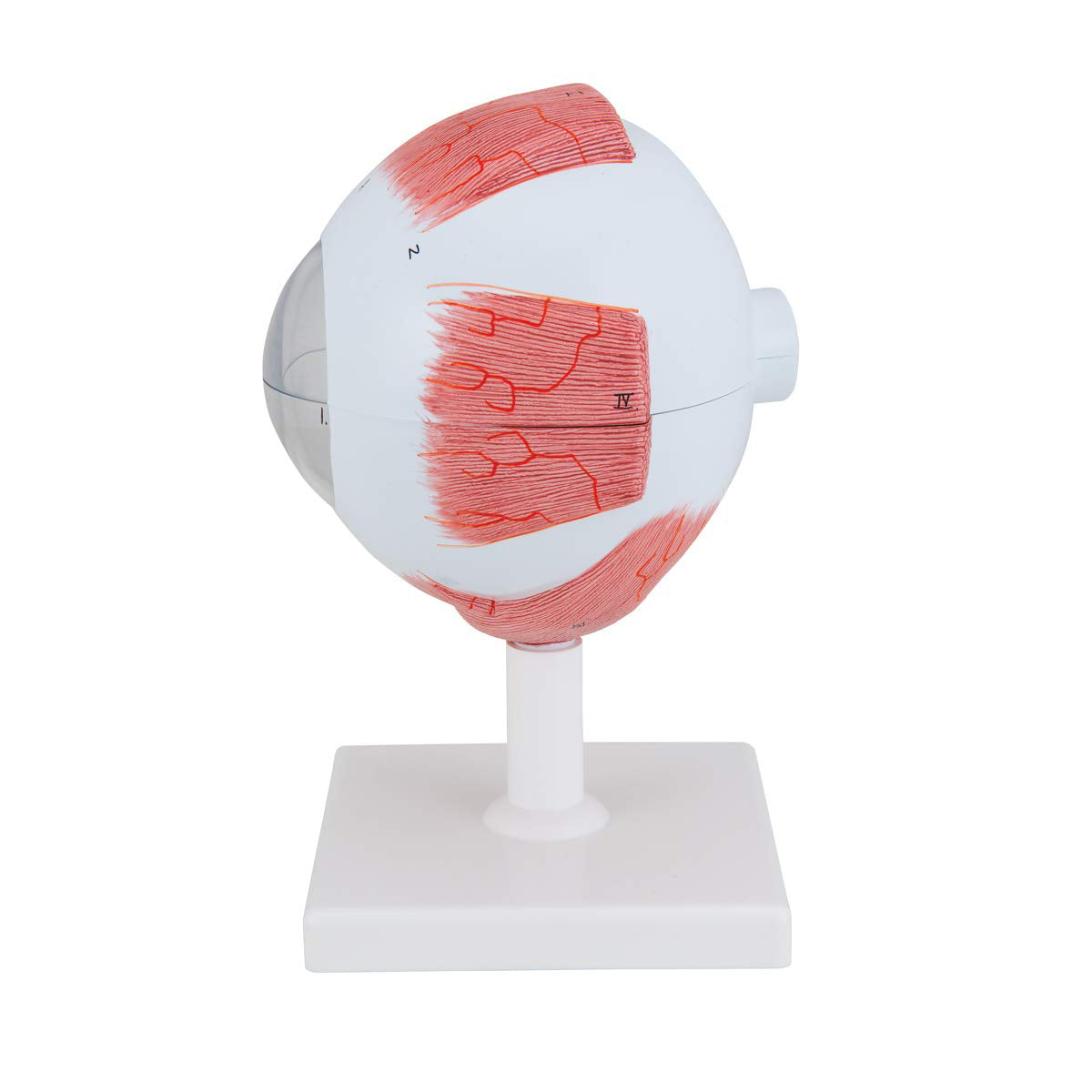 Enlarged Human Eye Anatomy Model