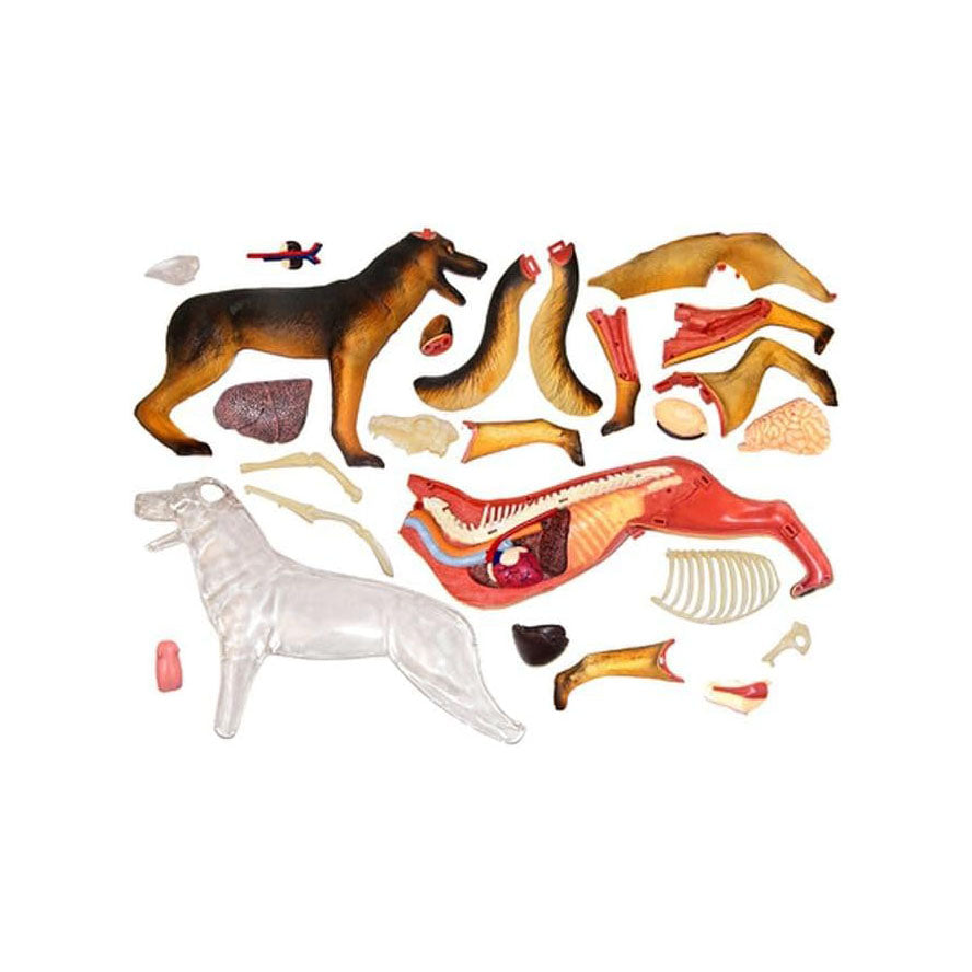 4D Vision Dog Anatomy Model – 29 Removable Parts
