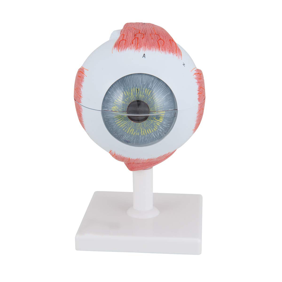 Enlarged Human Eye Anatomy Model