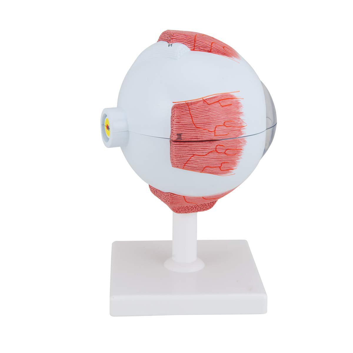 Enlarged Human Eye Anatomy Model