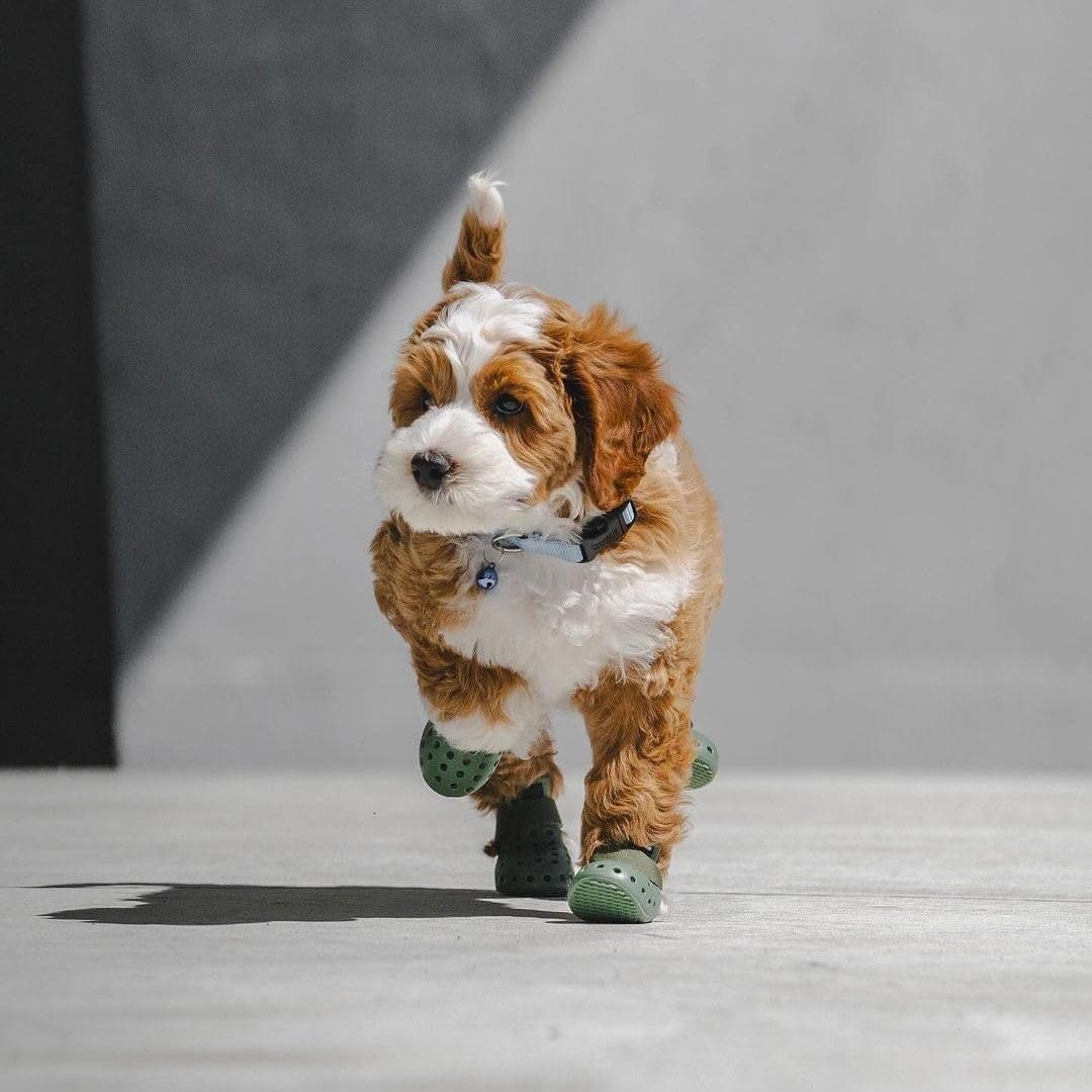 Breathable Dog Boots – Summer Paw Protection for Hot Pavement