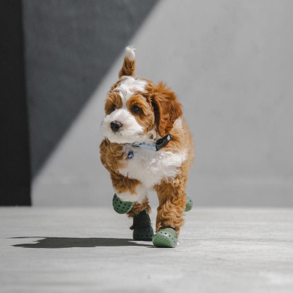 Breathable Dog Boots – Summer Paw Protection for Hot Pavement