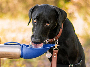 PupFlask Bottle