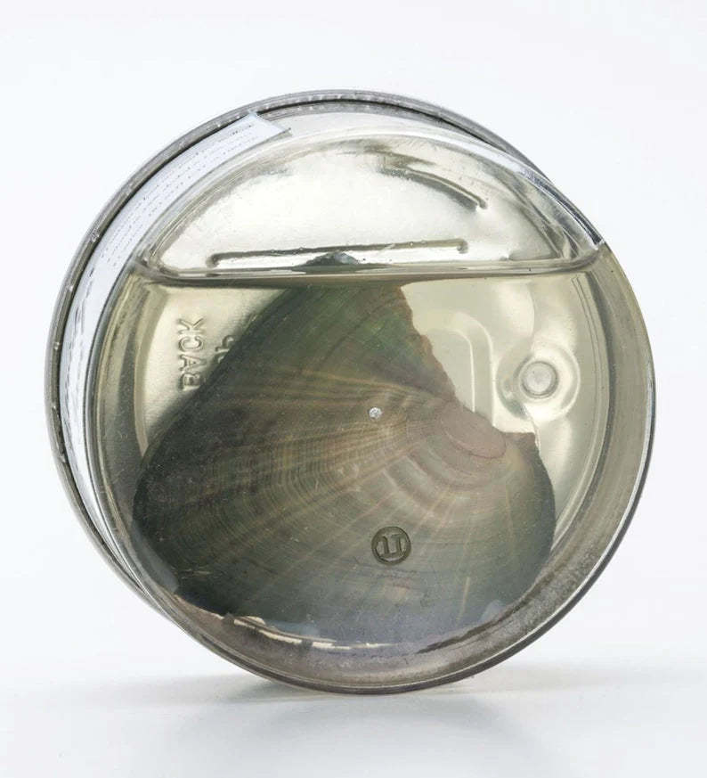 Valentine's Day Pearl Necklace Gift Box