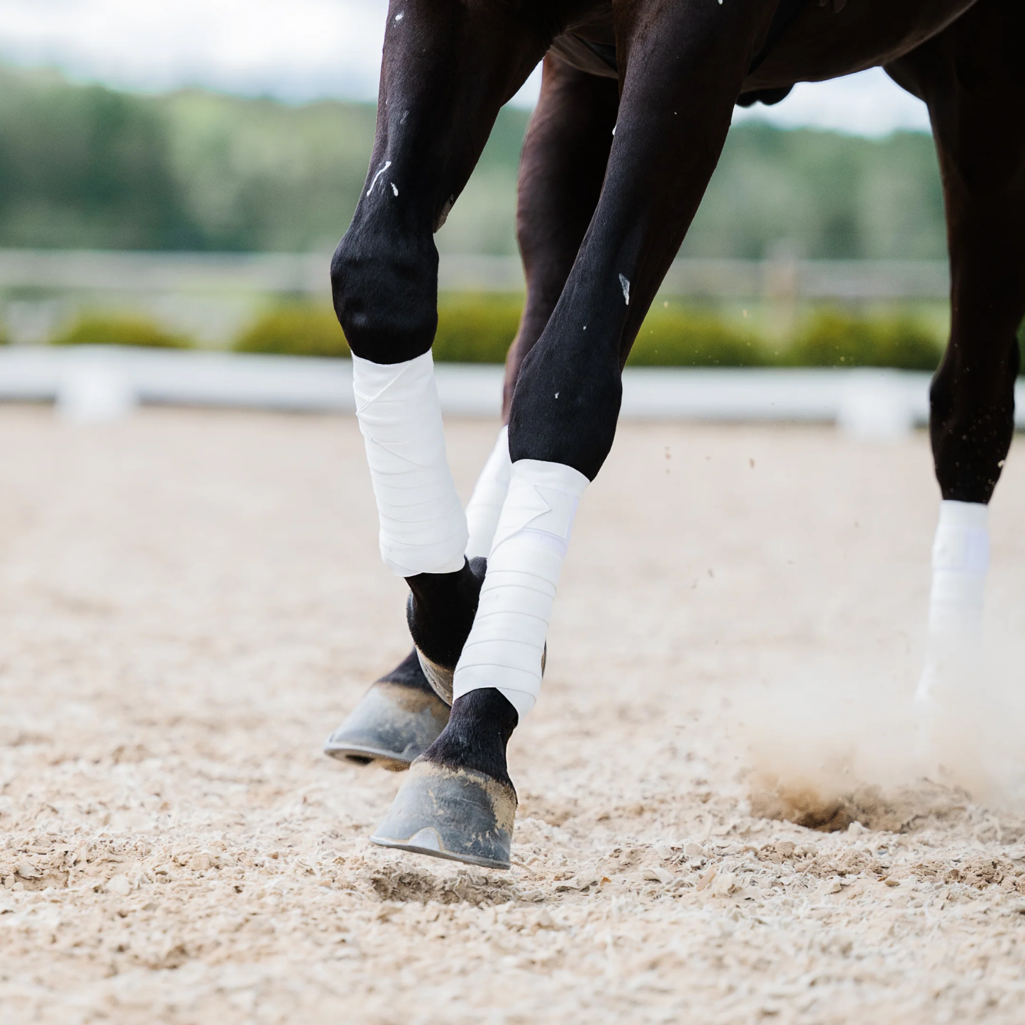 Black Circulation Sports Bandages | Equine Support Wraps | Faster Recovery