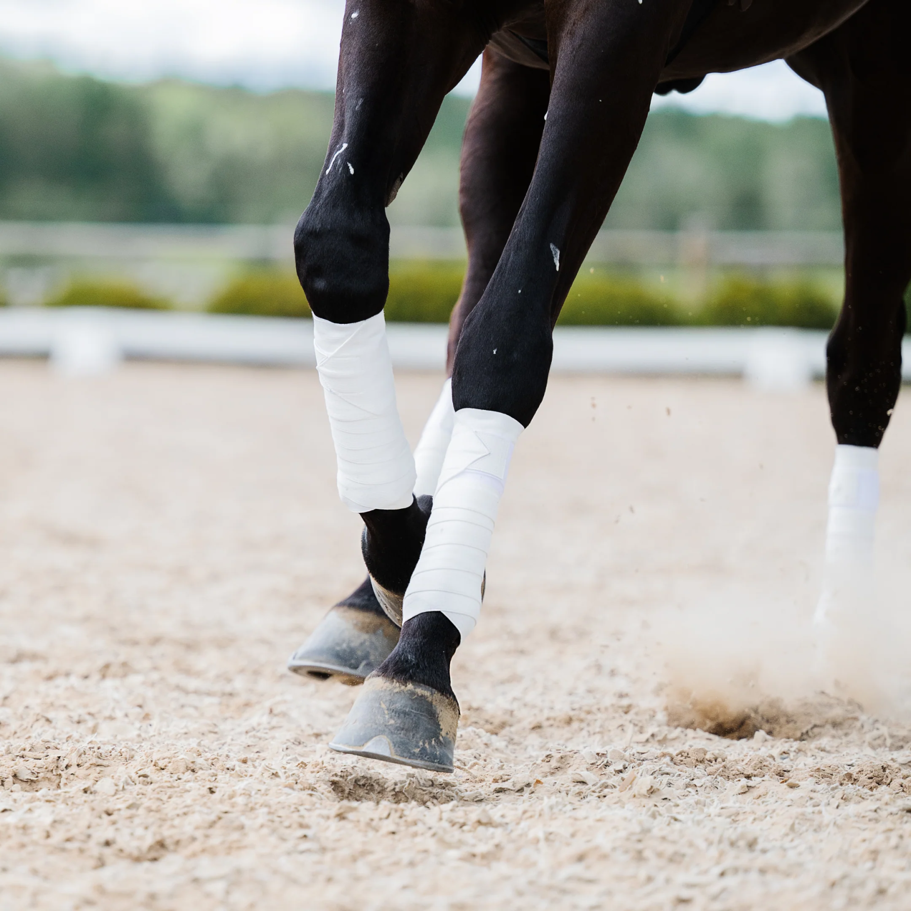 Black Circulation Sports Bandages | Equine Support Wraps | Faster Recovery