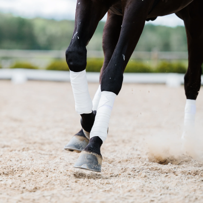 Black Circulation Sports Bandages | Equine Support Wraps | Faster Recovery