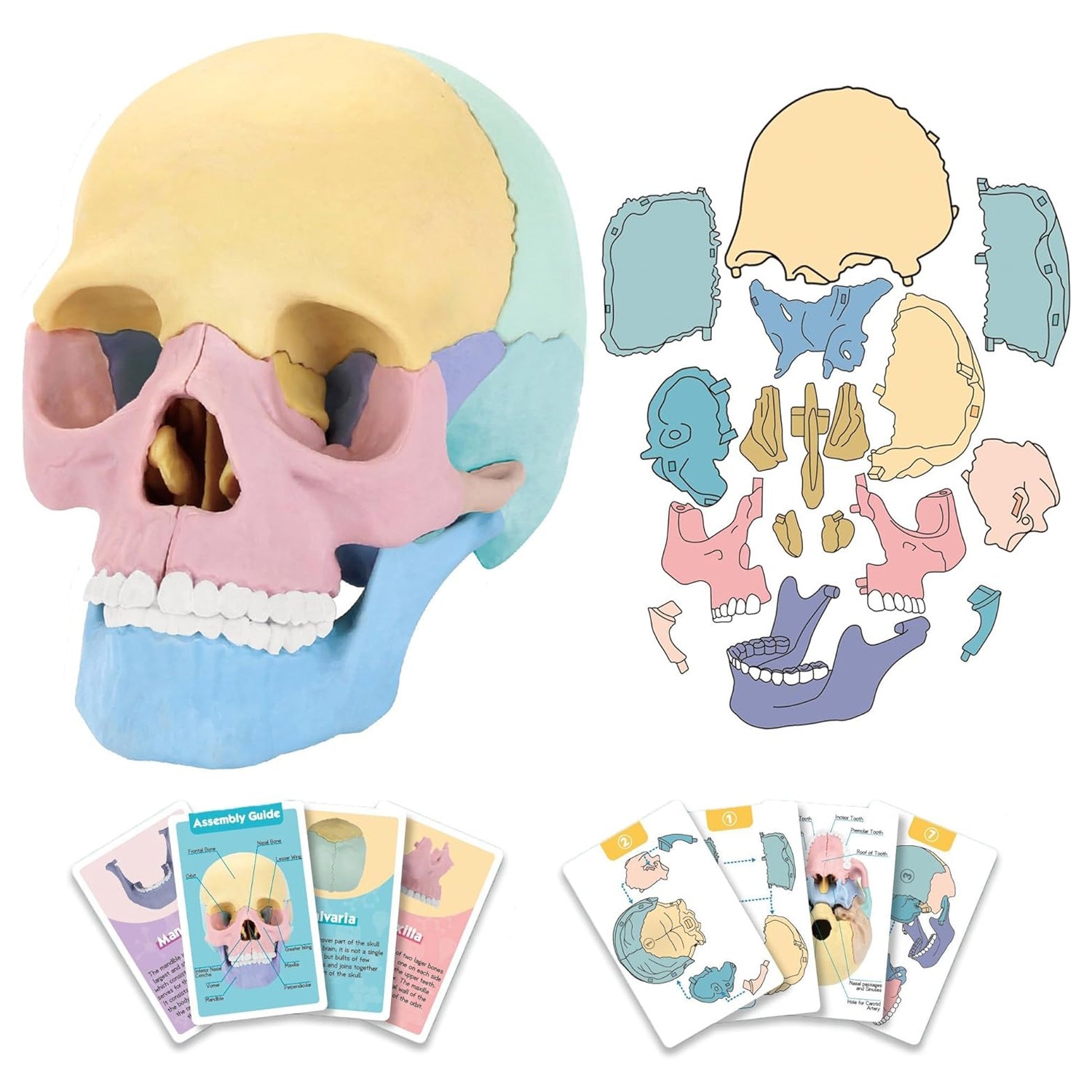 Human Anatomy Skull Model