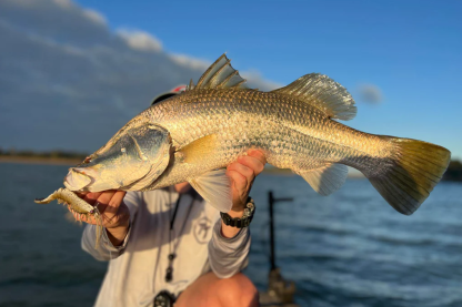 Simulated shrimp-shaped fish bait