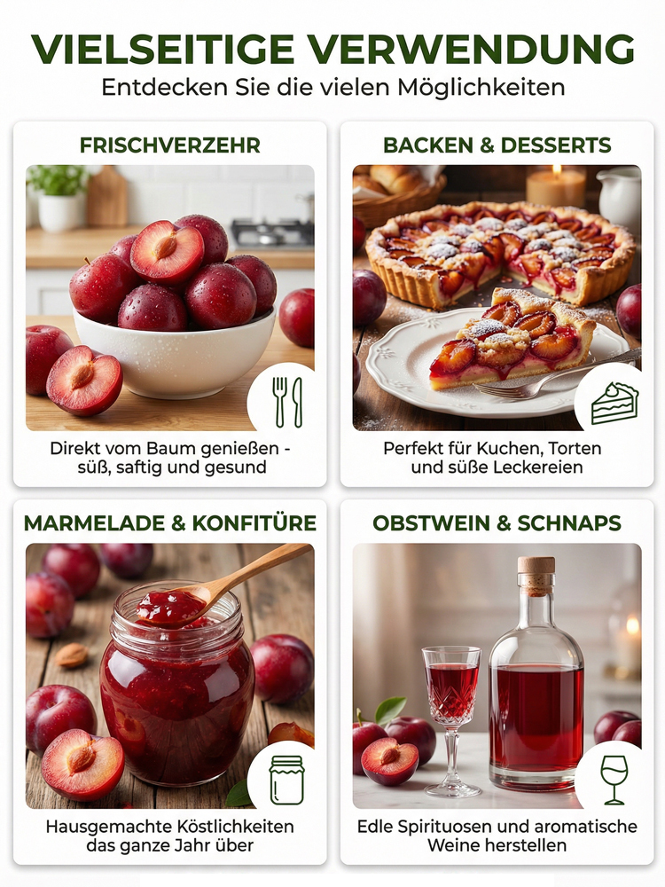 【100% Anwachsgarantie】3-jährige kernlose Zucker-Rotpflaume | 100% Kernlos & Super-Süß | Winterhart bis -25°C | Ernte im 1. Jahr | Für Topf & Garten 🌳