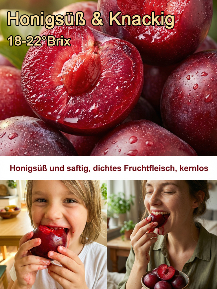 【100% Anwachsgarantie】3-jährige kernlose Zucker-Rotpflaume | 100% Kernlos & Super-Süß | Winterhart bis -25°C | Ernte im 1. Jahr | Für Topf & Garten 🌳
