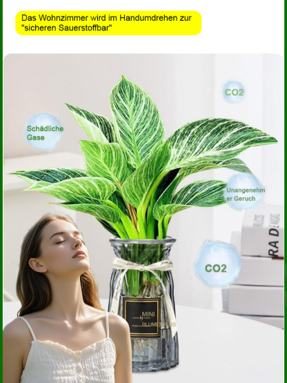 [IPM Gold-Gewinner] Philodendron Birkin 'Platinum' | Entfernt Formaldehyd | FürHydrokultur | Extrem pflegeleicht | Mit Anwachsgarantie 🌿💎