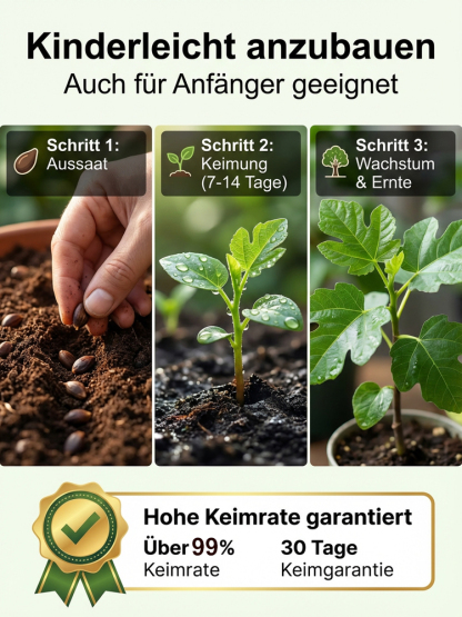 【100% Keim-Garantie】 Italienische Royal Black Pearl Feigen Samen | Winterhart bis -20°C | Ideal für Balkon und Garten | Ernte im 1. Jahr 🟣🌿