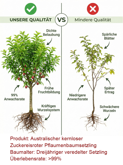 【100% Anwachsgarantie】3-jährige kernlose Zucker-Rotpflaume | 100% Kernlos & Super-Süß | Winterhart bis -25°C | Ernte im 1. Jahr | Für Topf & Garten 🌳