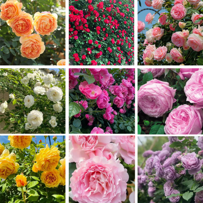 【100% Keimgarantie】Winterharte Kletterrosen Samen | Traumhafter Blüten-Sichtschutz | Winterfest bis -20°C | 300 Tage Blütezeit 🌹🏡