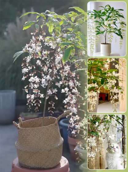 [Keimgarantie] Hängender Bio-Duft-Jasmin | Natürlicher Raumduft |Filtert Formaldehyd | Blüht in 30 Tagen | 8 Monate Blütezeit | Extrem pflegeleicht 🌸🍃