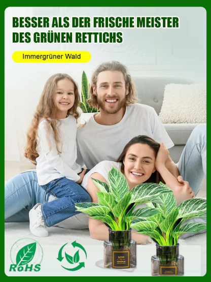 [IPM Gold-Gewinner] Philodendron Birkin 'Platinum' | Entfernt Formaldehyd | FürHydrokultur | Extrem pflegeleicht | Mit Anwachsgarantie 🌿💎