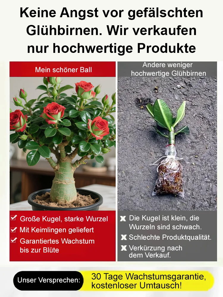 【25 Tage bis zur Blüte】Wüstenrose Knolle | Winterhart bis -20°C und hitzefest | 300 Tage Blütezeit | Wächst fast ohne Wasser | Mit 100% Anwachsgarantie 🌸