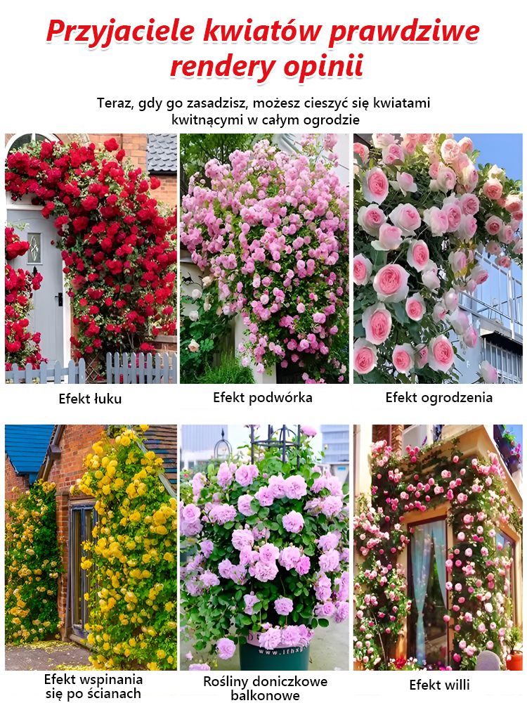 【100% Keimgarantie】Winterharte Kletterrosen Samen | Traumhafter Blüten-Sichtschutz | Winterfest bis -20°C | 300 Tage Blütezeit 🌹🏡