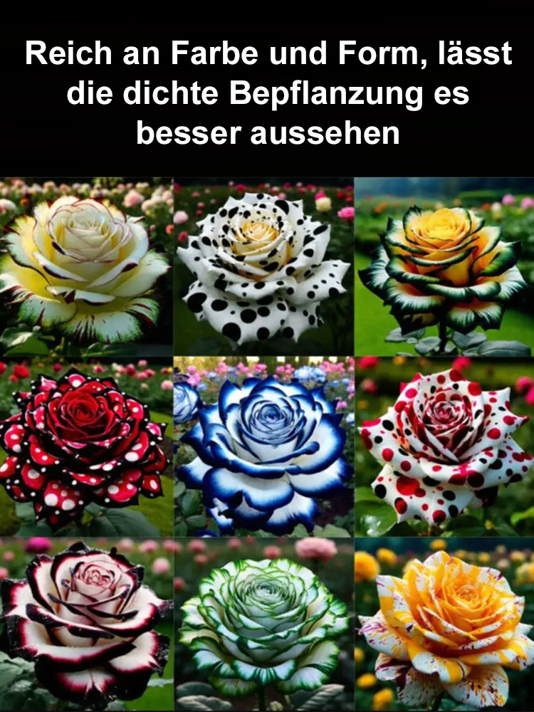 【100% Keimgarantie】Seltene Gefleckte Rosen Samen 🌹 | Winterhart bis -20°C | 300 Tage Dauerblüte | Herrlicher Rosenduft