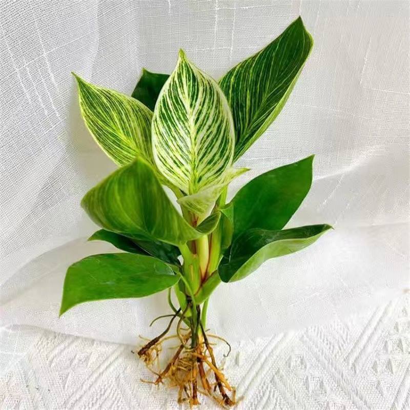 [IPM Gold-Gewinner] Philodendron Birkin 'Platinum' | Entfernt Formaldehyd | FürHydrokultur | Extrem pflegeleicht | Mit Anwachsgarantie 🌿💎