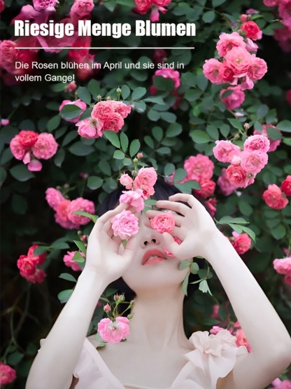 【100% Keimgarantie】Premium Kletterrosen Saatgut | ADR-Zertifiziert | Preiswerter blühender Sichtschutz | Winterhart und Schattenverträglich | 230 Tage Dauerblüte 🌹🏡