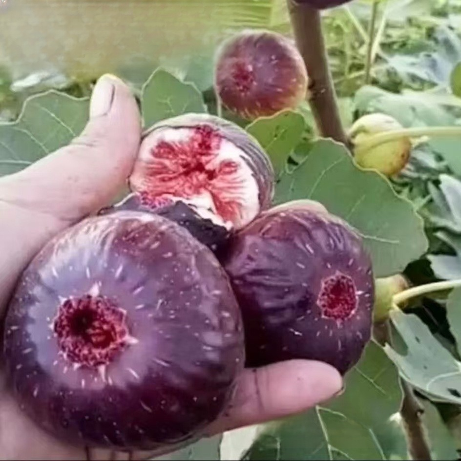 【100% Keim-Garantie】 Italienische Royal Black Pearl Feigen Samen | Winterhart bis -20°C | Ideal für Balkon und Garten | Ernte im 1. Jahr 🟣🌿