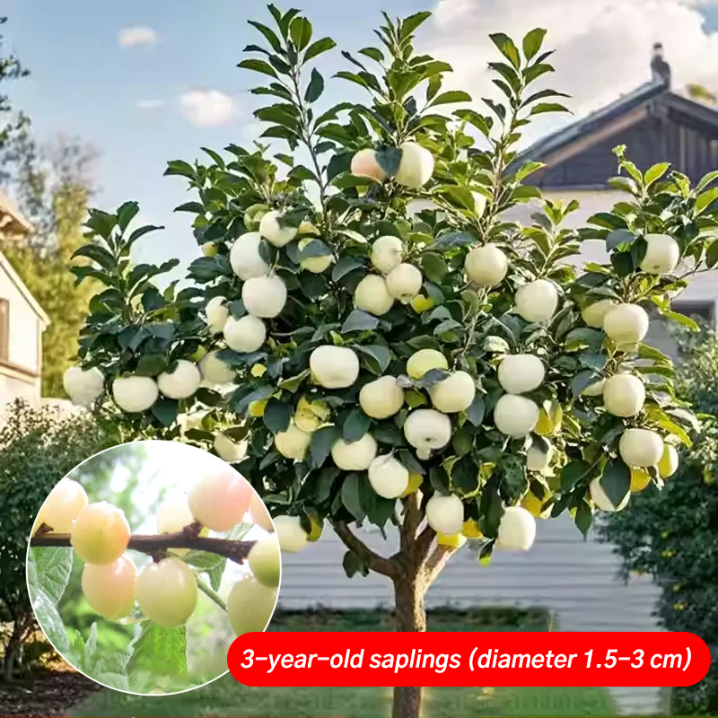 Regina Dwarf Sweet Cherry Tree | Harvest This May | Self-Pollinating 🍒🌳