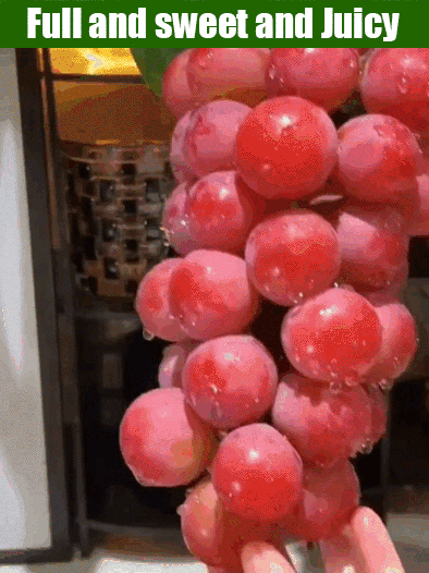 【100% Money-Back Guarantee If They Don't Grow】 Premium Nina Queen GrapeSeeds 🍇 | Elegant Rosé Wine Aroma | Cold Hardy to -4°F | Harvest This Summer | Seedless Variety | Richin Anthocyanins 🍷