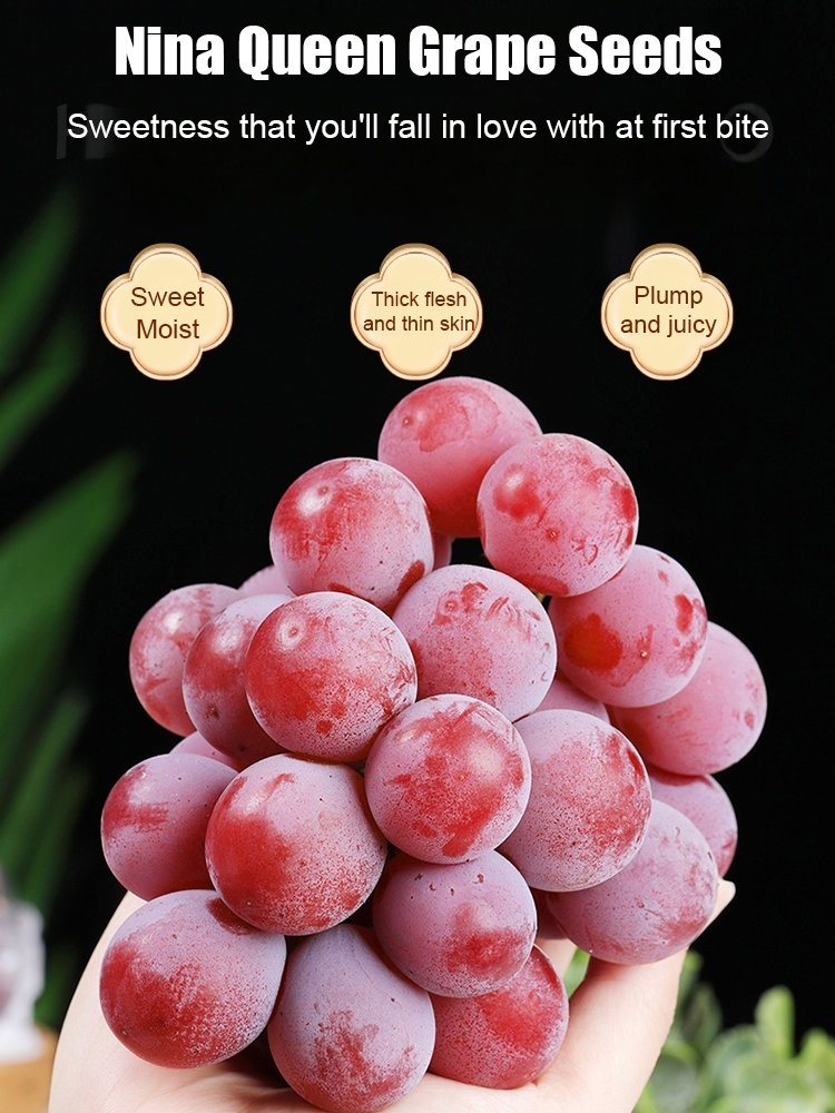 【100% Money-Back Guarantee If They Don't Grow】 Premium Nina Queen GrapeSeeds 🍇 | Elegant Rosé Wine Aroma | Cold Hardy to -4°F | Harvest This Summer | Seedless Variety | Richin Anthocyanins 🍷