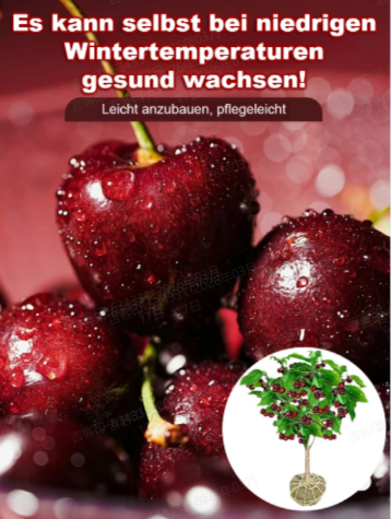 Regina Dwarf Sweet Cherry Tree | Harvest This May | Self-Pollinating 🍒🌳