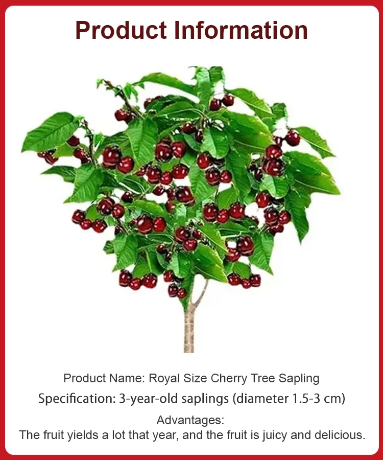 Regina Dwarf Sweet Cherry Tree | Harvest This May | Self-Pollinating 🍒🌳