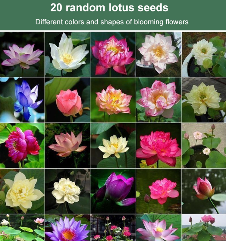 Harvard Tech Micro Water Lily | 💧 Zero Soil Needed | Blooms Instantly In Water | Unkillable Winter Bloomer 🌸💧