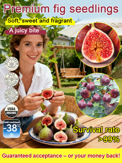【100% Survival Guarantee】Fig seedlings imported from Greece  | Extra-large fruit | Robust 2-year-old seedlings 🌳 | Harvestable from May | Ideal for balconies or gardens | Hardy up to -5°F