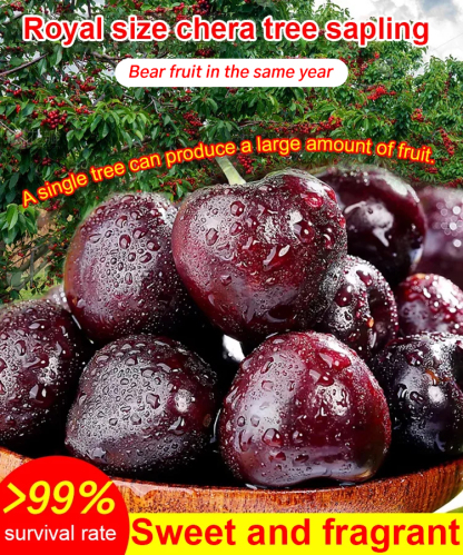【Fruit in Just 2 Months】Premium Washington State cherry saplings with a 99% survival rate—fast-growing and producing cherries as large as ping-pong balls
