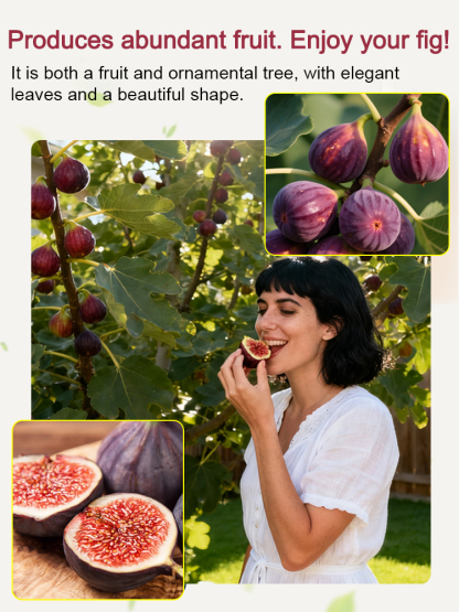 【100% Survival Guarantee】Fig seedlings imported from Greece  | Extra-large fruit | Robust 2-year-old seedlings 🌳 | Harvestable from May | Ideal for balconies or gardens | Hardy up to -5°F