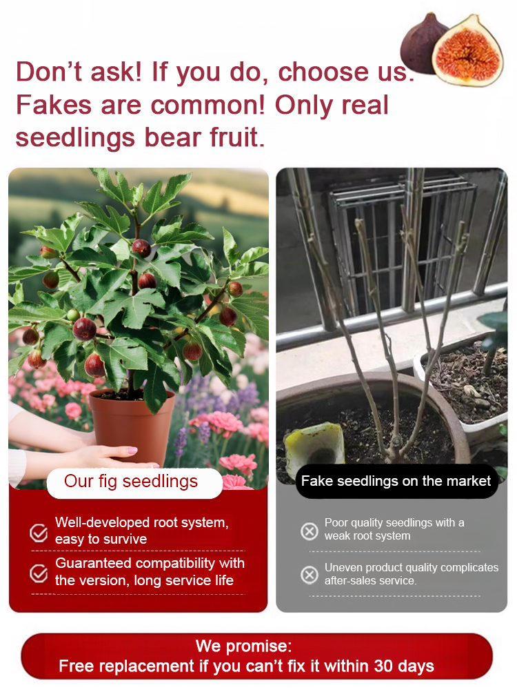 【100% Survival Guarantee】Fig seedlings imported from Greece  | Extra-large fruit | Robust 2-year-old seedlings 🌳 | Harvestable from May | Ideal for balconies or gardens | Hardy up to -5°F