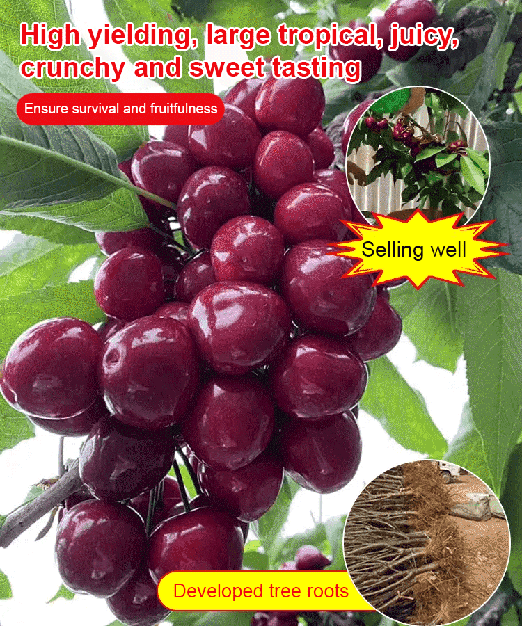 【Fruit in Just 2 Months】Premium Washington State cherry saplings with a 99% survival rate—fast-growing and producing cherries as large as ping-pong balls