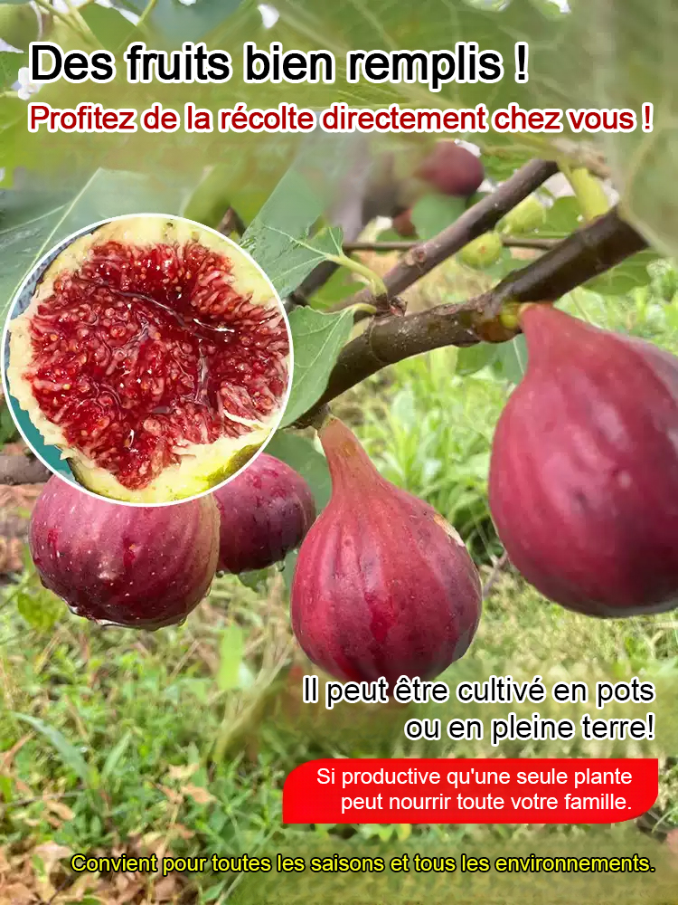 Figuier de Grèce importé – Fruits frais quotidiens pour vous seul