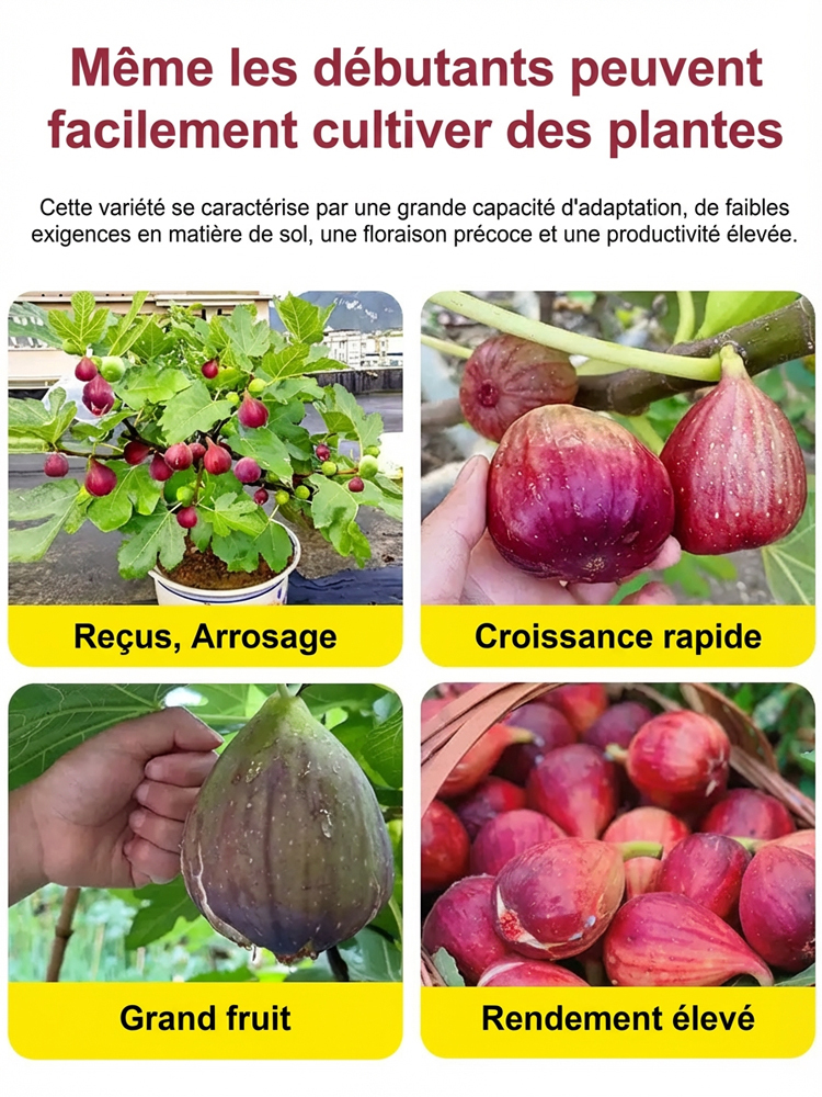 Figuier de Grèce importé – Fruits frais quotidiens pour vous seul