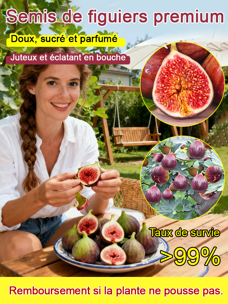Figuier de Grèce importé – Fruits frais quotidiens pour vous seul