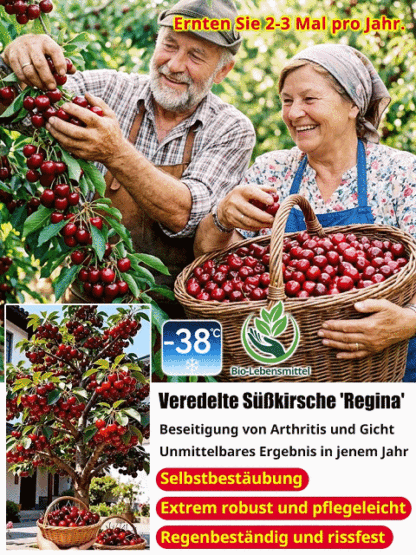 【100% Anwachsgarantie】2-jährige Jungpflanze(Winterhart bis -38°C)：Ganzjährige Ernte | 200+ Früchte | 1 Kaufen + 1 GRATIS 🍒