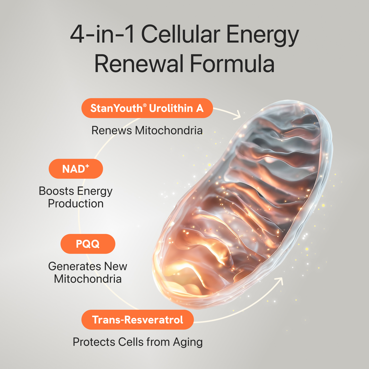 Gynable Urolithin A Complex NAD+,Trans-Resveratrol, PQQ,Urolithin A NAD Supplement for Cellular Energy, Longevity Support,Sleep,Focus, Mitochondria Health,NR NMN NAD+ Replacement Made & Tested in USA