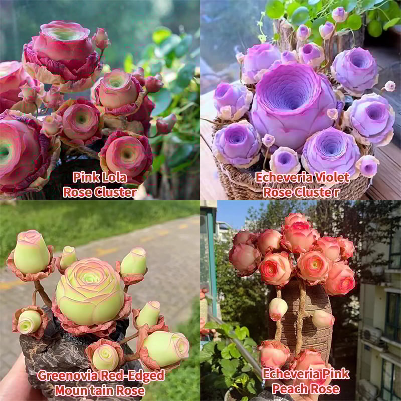 🌱🌹Mountain Rose: Beauty That Never Fades, Even for Newbie Blades!"🌺