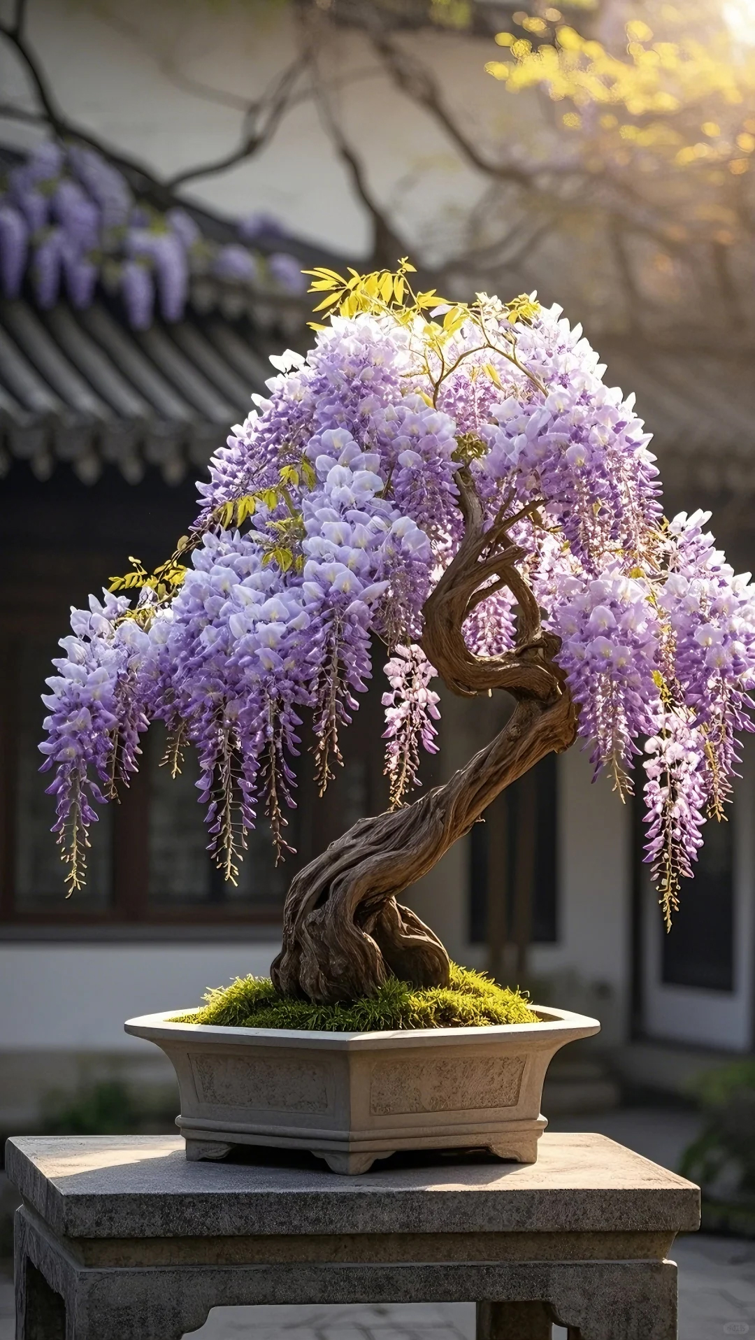 🏠✨Create a beautiful space - Wisteria seeds illuminate hope🌼