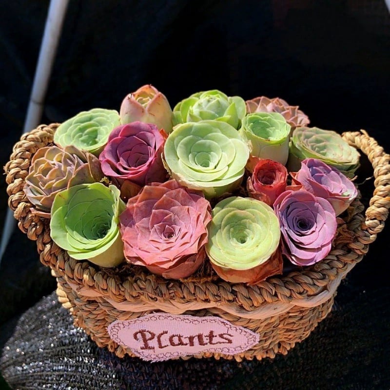 🌱🌹Mountain Rose: Beauty That Never Fades, Even for Newbie Blades!"🌺