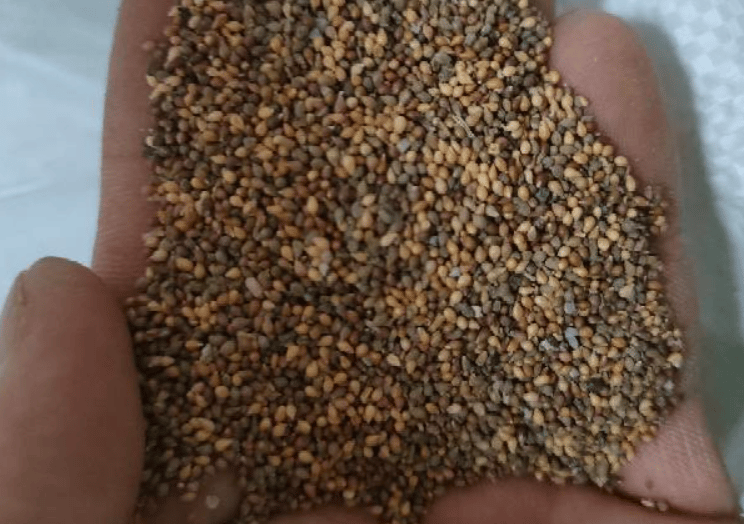 🌱🌹Mountain Rose: Beauty That Never Fades, Even for Newbie Blades!"🌺