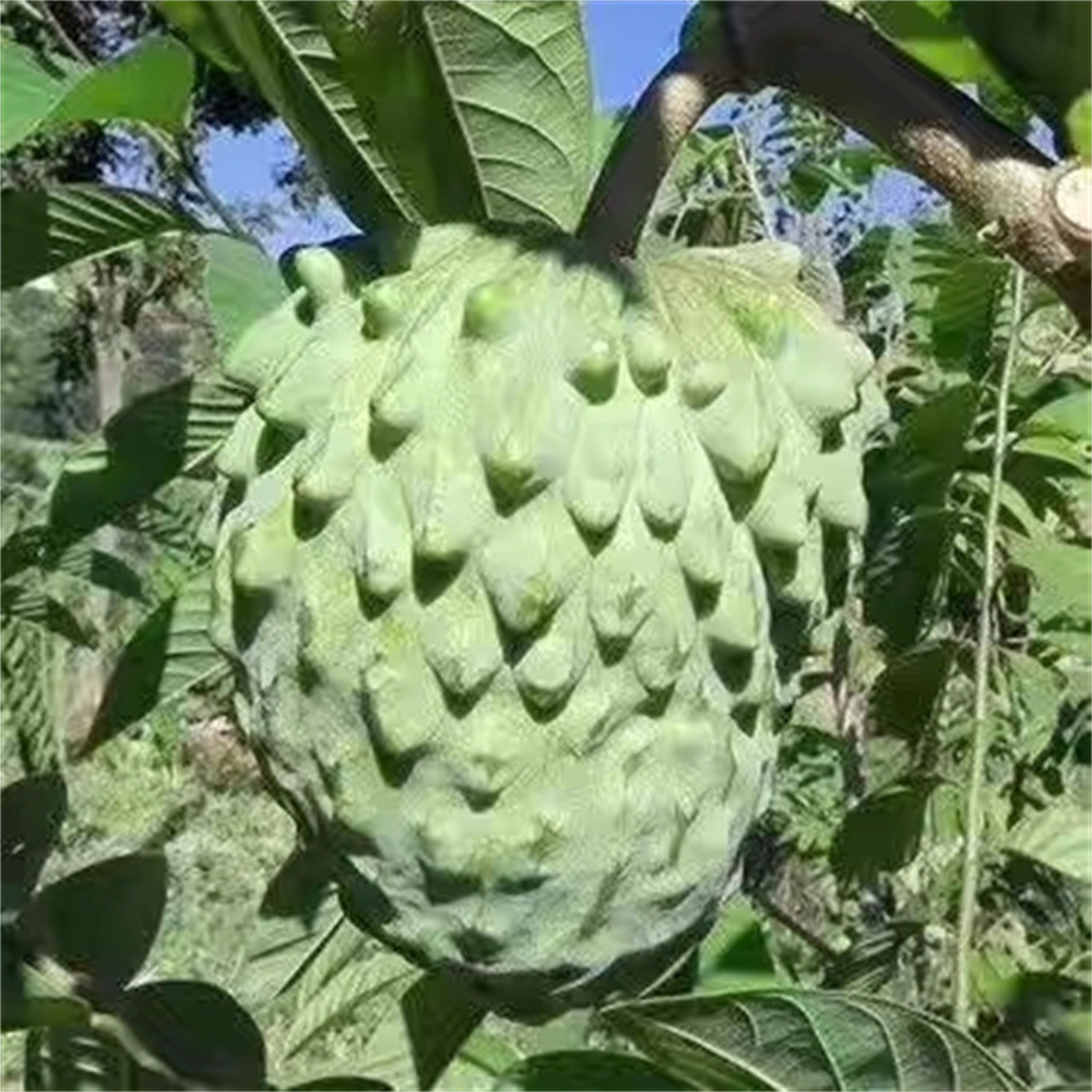 Custard Apple Baum – Exotische Frucht wie Eiscreme
